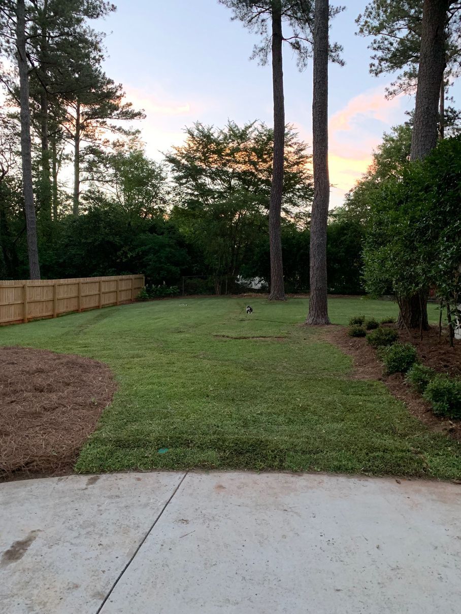 Lawn in backyard with trees, wooden fence, and mulch. Sky is pastel colors.