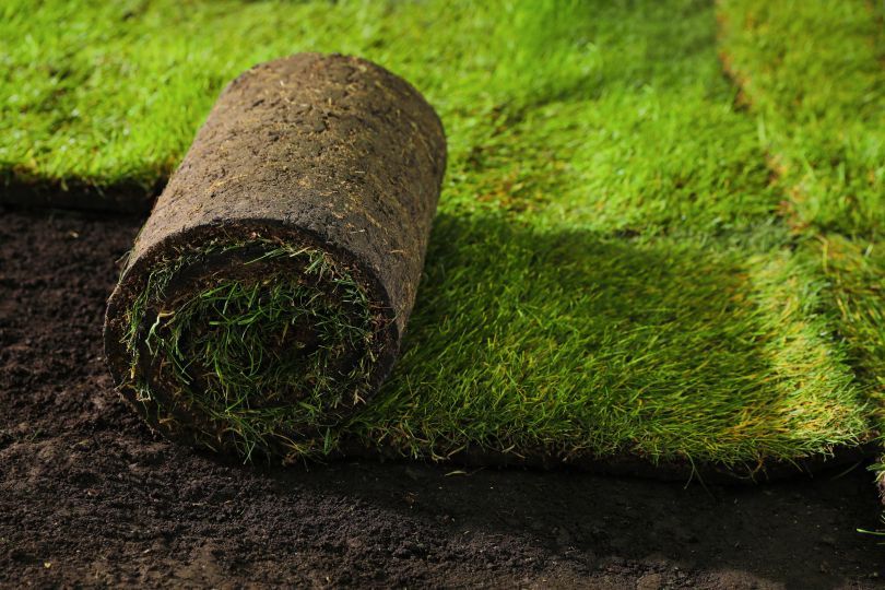 Roll of sod on a partially laid lawn, showing green grass and dark soil.