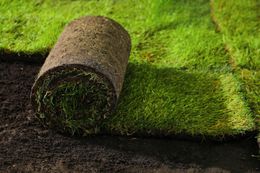 Roll of sod on a partially laid lawn, showing green grass and dark soil.