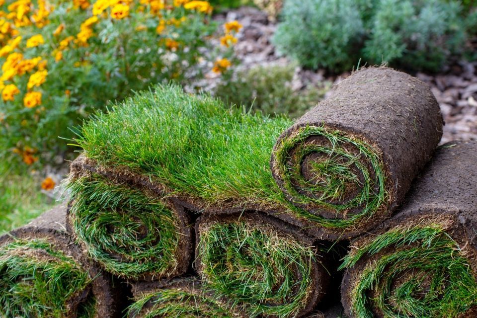 Rolls of fresh green sod stacked, ready for laying in a garden, with marigolds in background.