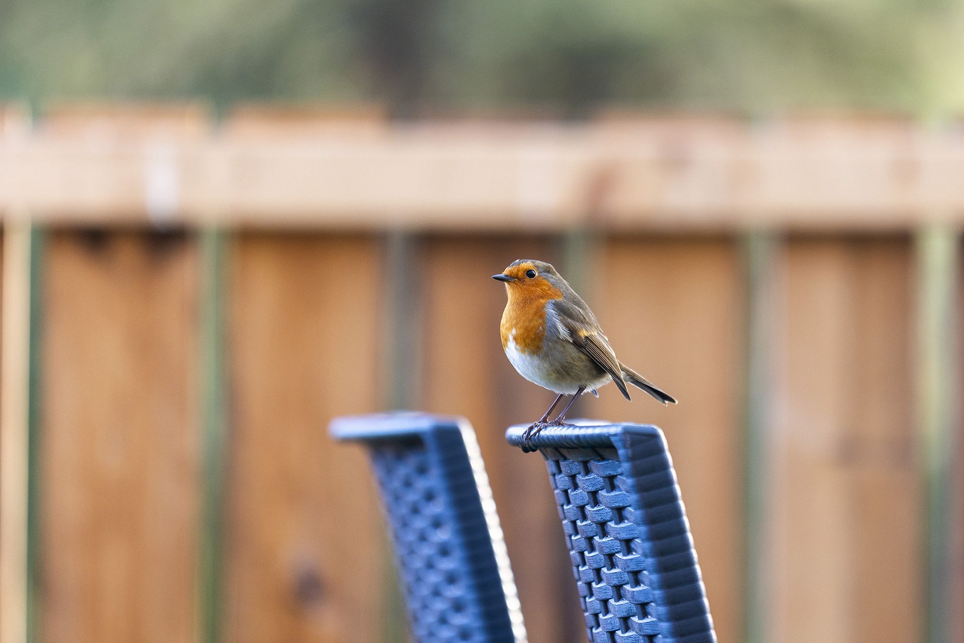 A European robin with red breast perches on a blue chair, brown fence in background.