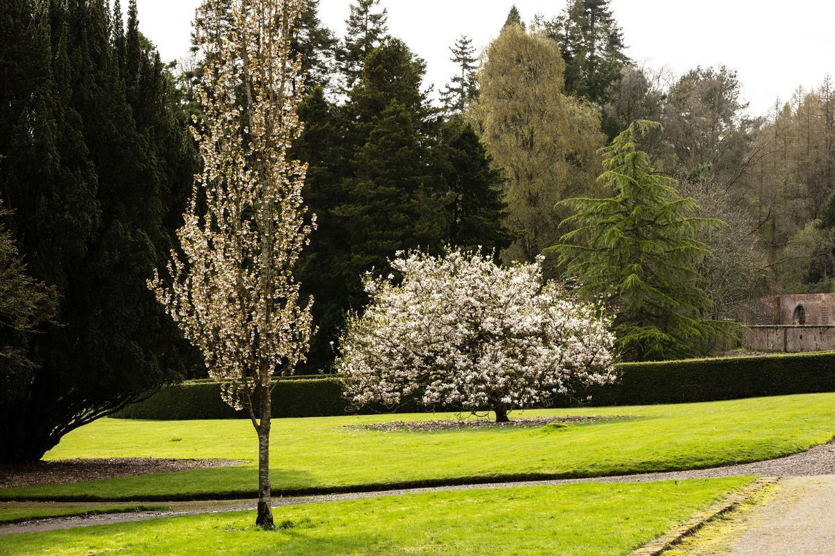 Lush green lawn with flowering trees and a hedge line. Forest in background. Sunny day.