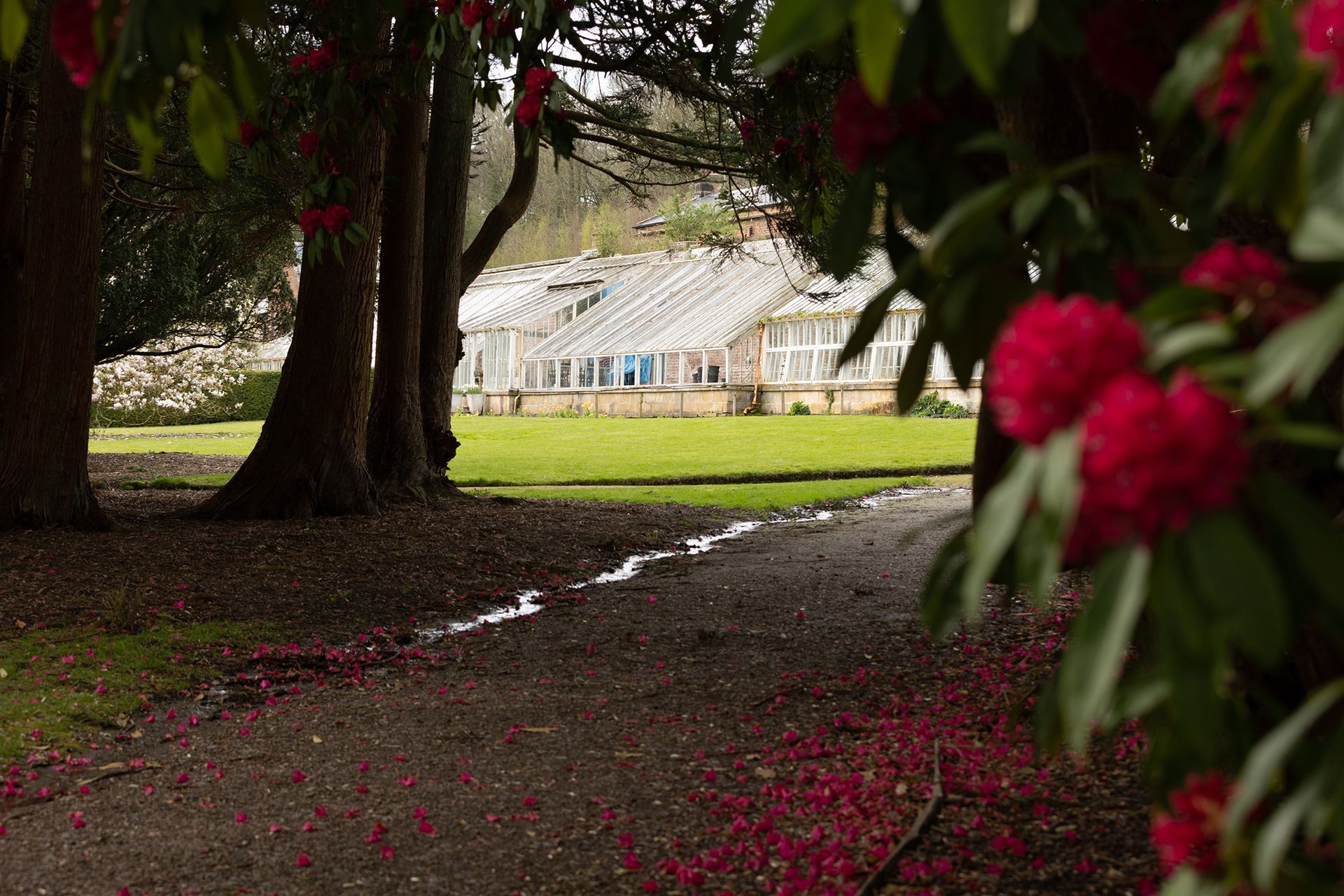 A man waters plants while a woman holds a potted poinsettia in a greenhouse.