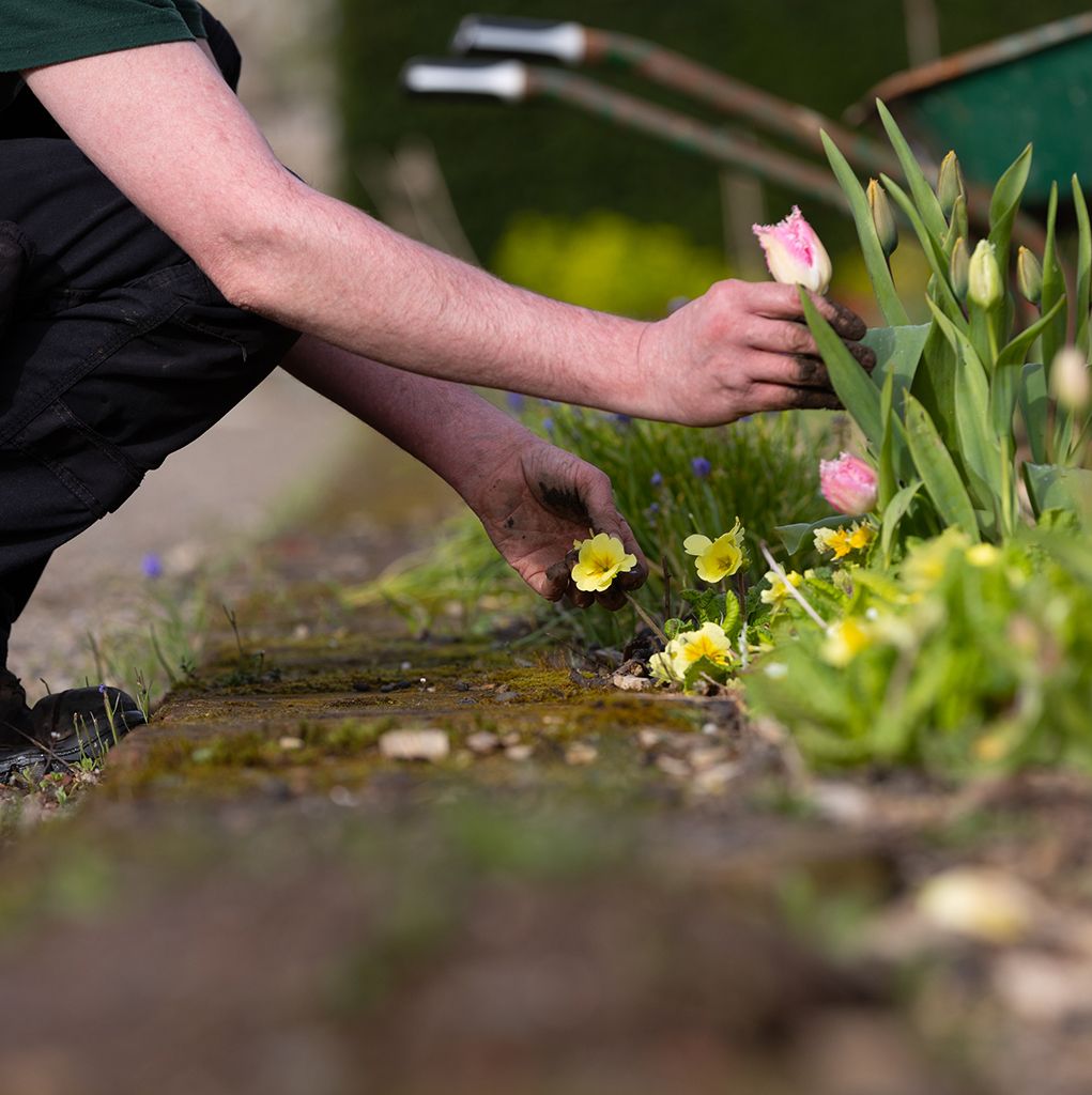 Person gardening, tending to flowers in a garden bed.