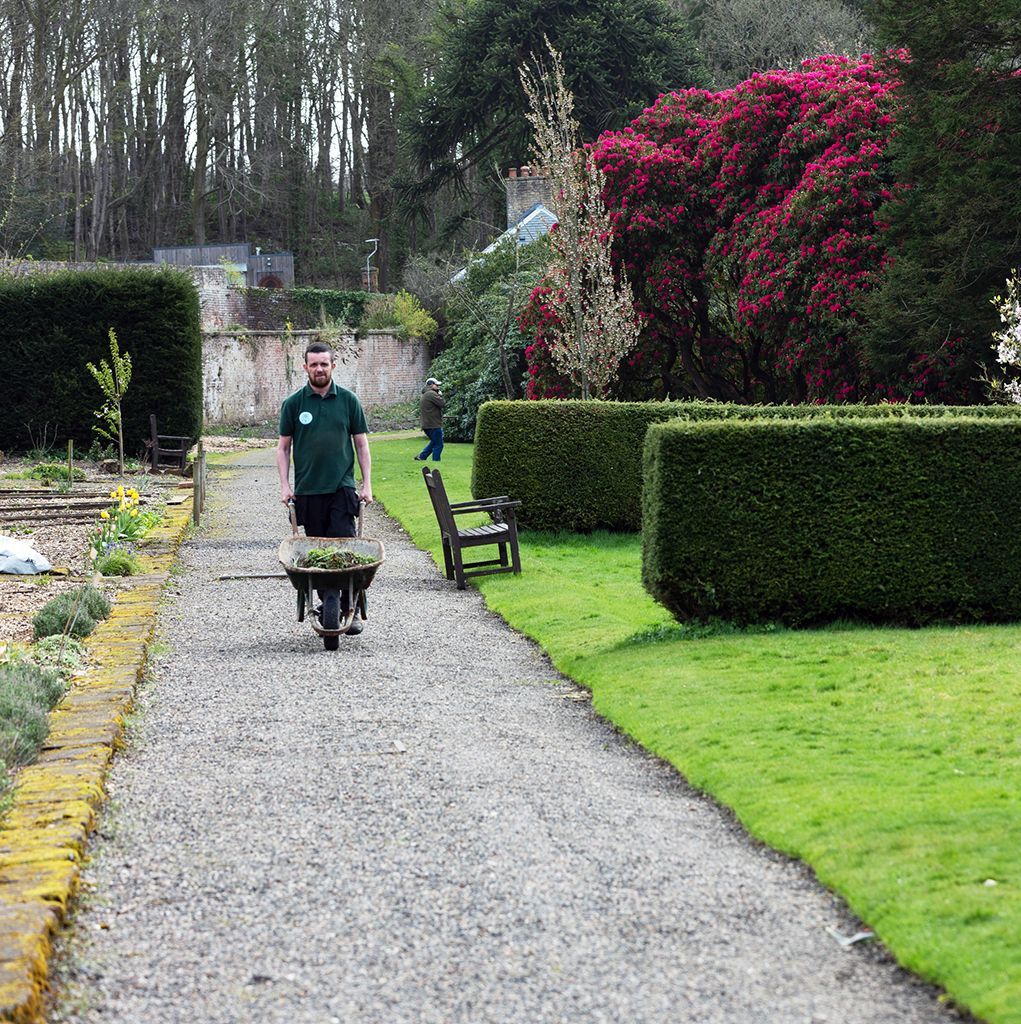 Man in green shirt pushes a wheelbarrow along a gravel path in a garden.