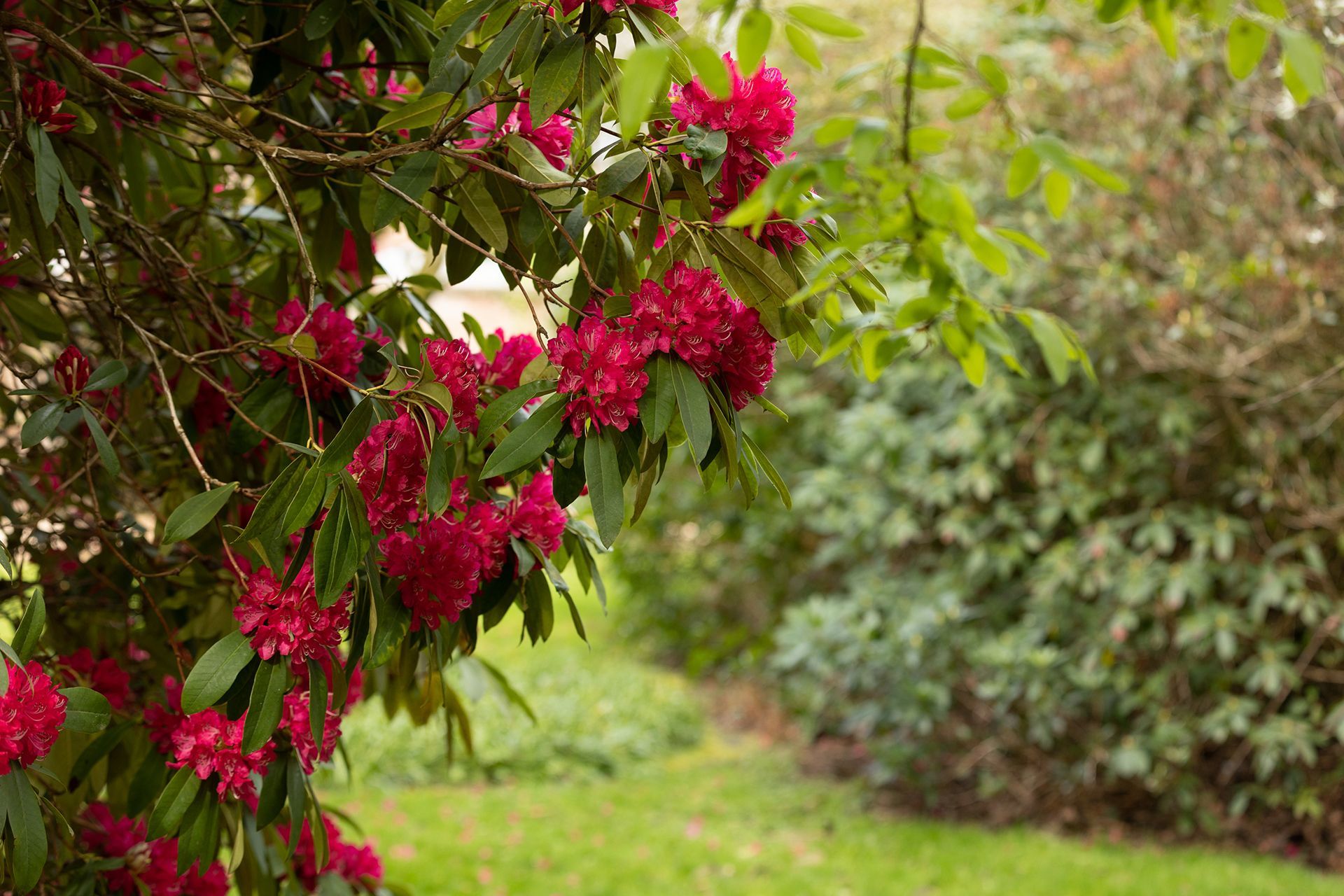 Red rhododendron flowers bloom in a garden, with green foliage and a path visible in the background.