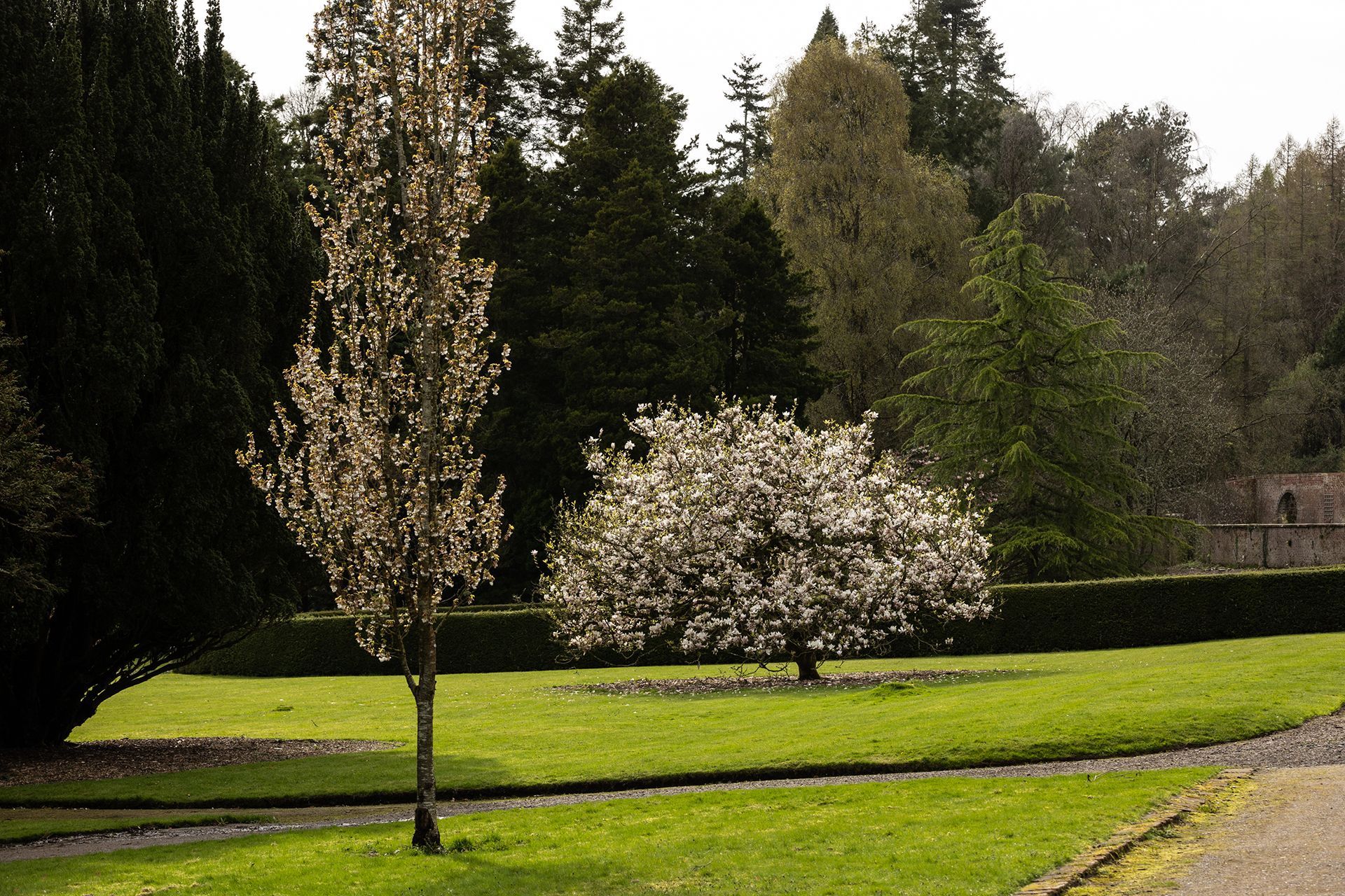 Trees with white blossoms on green lawn, surrounded by dark foliage.