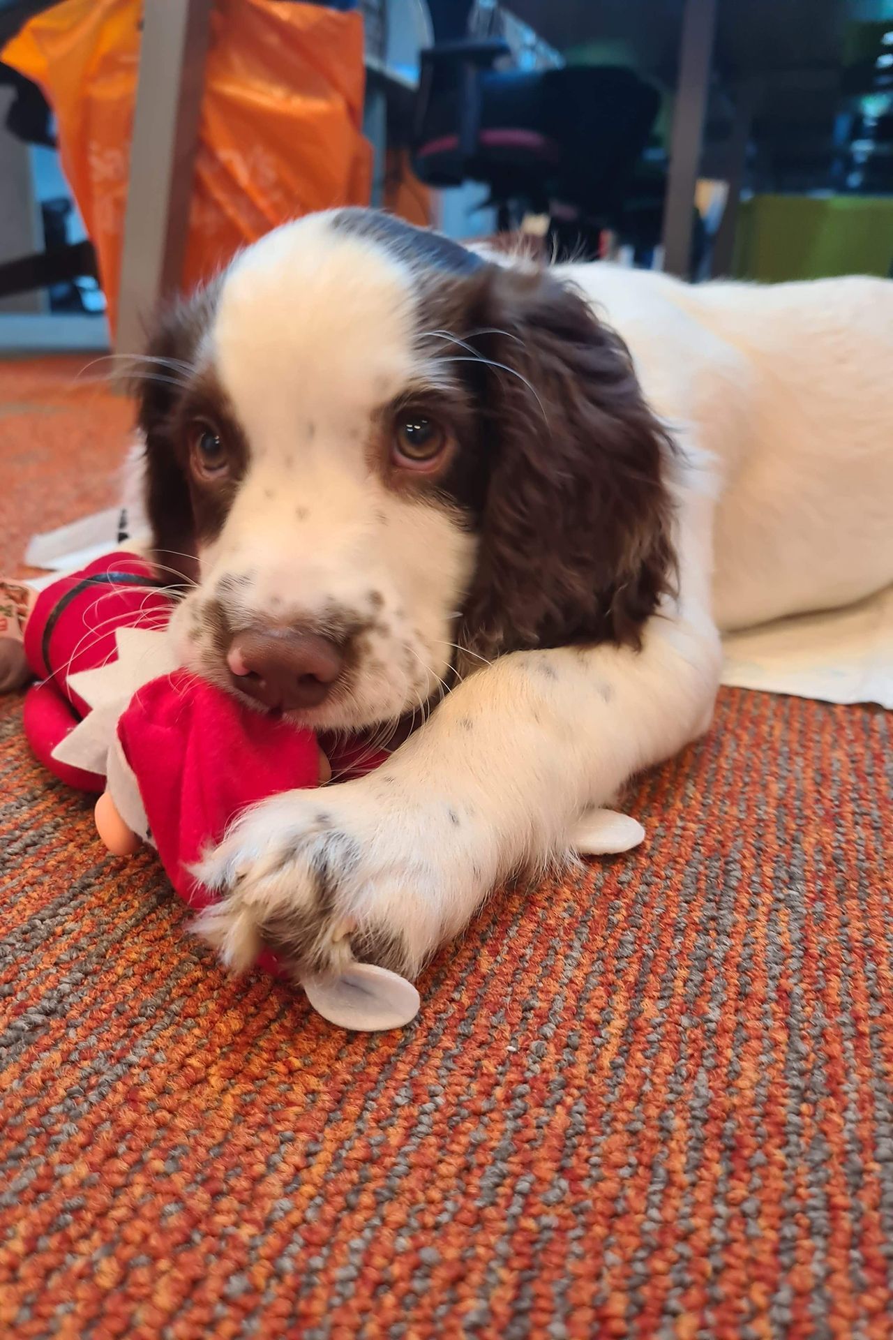 Brown and white puppy lying down, chewing on a red toy, on an orange carpet.