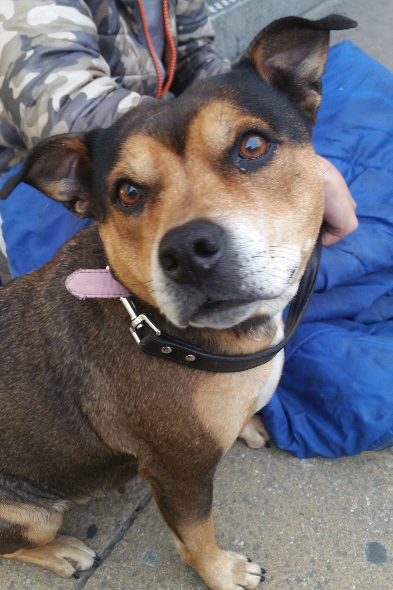 Brown and black dog with brown eyes, wearing a black collar and pink tag, looking at the camera.