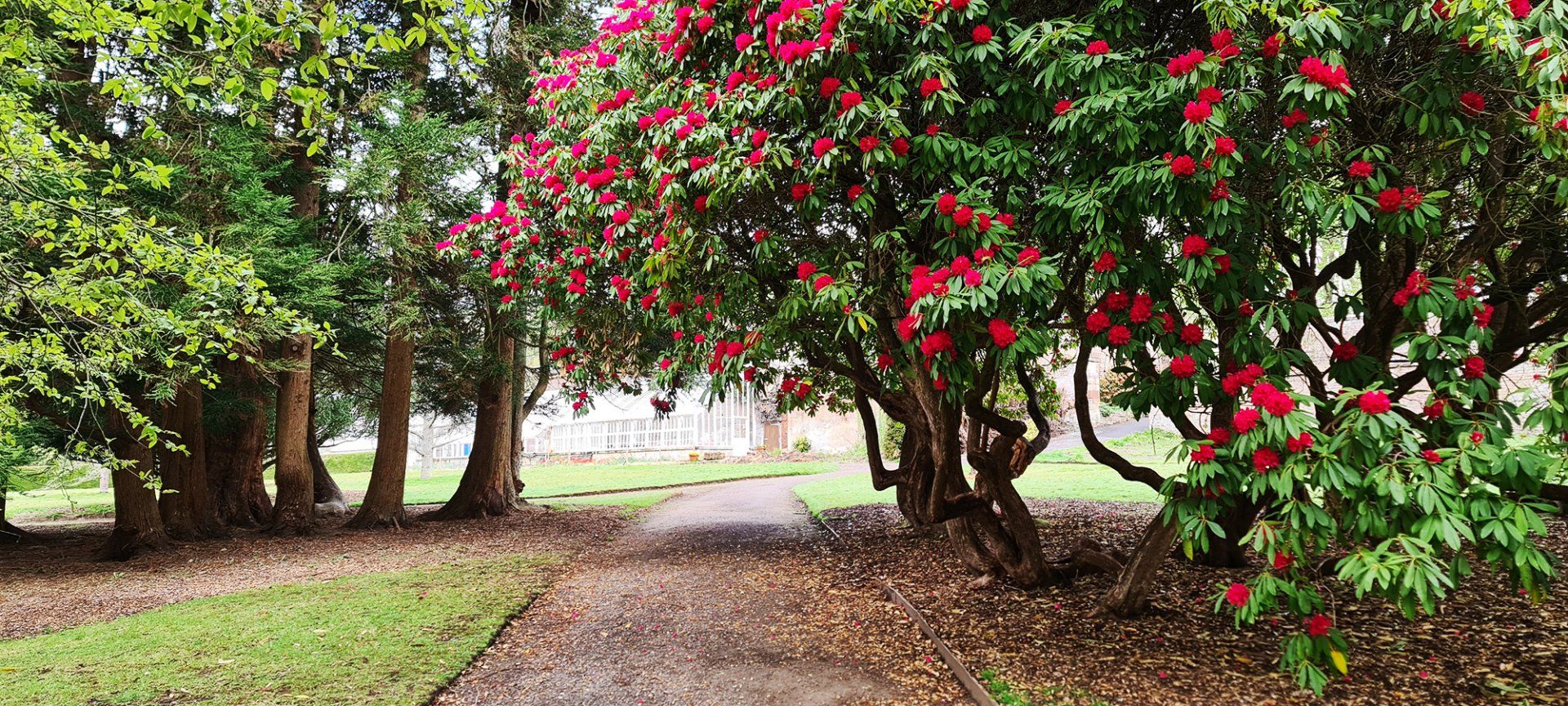 Garden with a wall, grass and trees