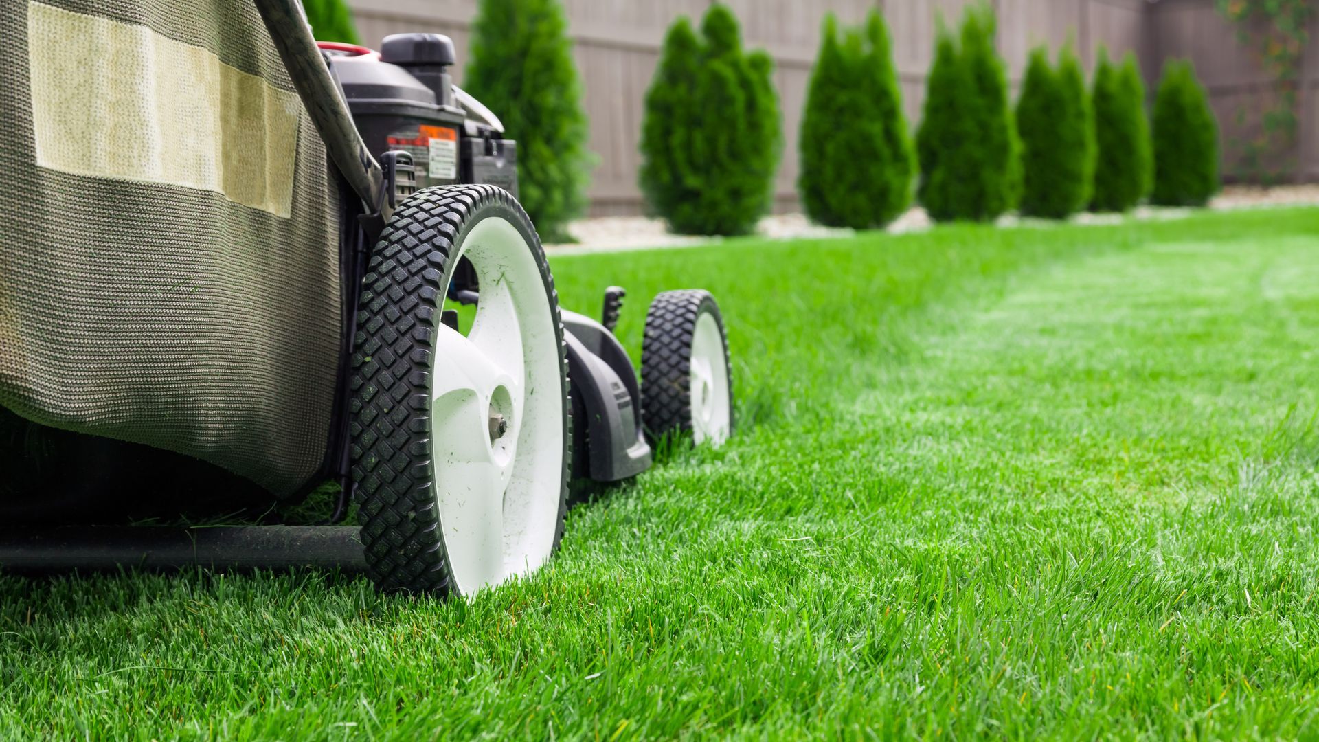 A close-up view of a lawnmower cutting bright green grass, with a line of evergreen trees in the background.