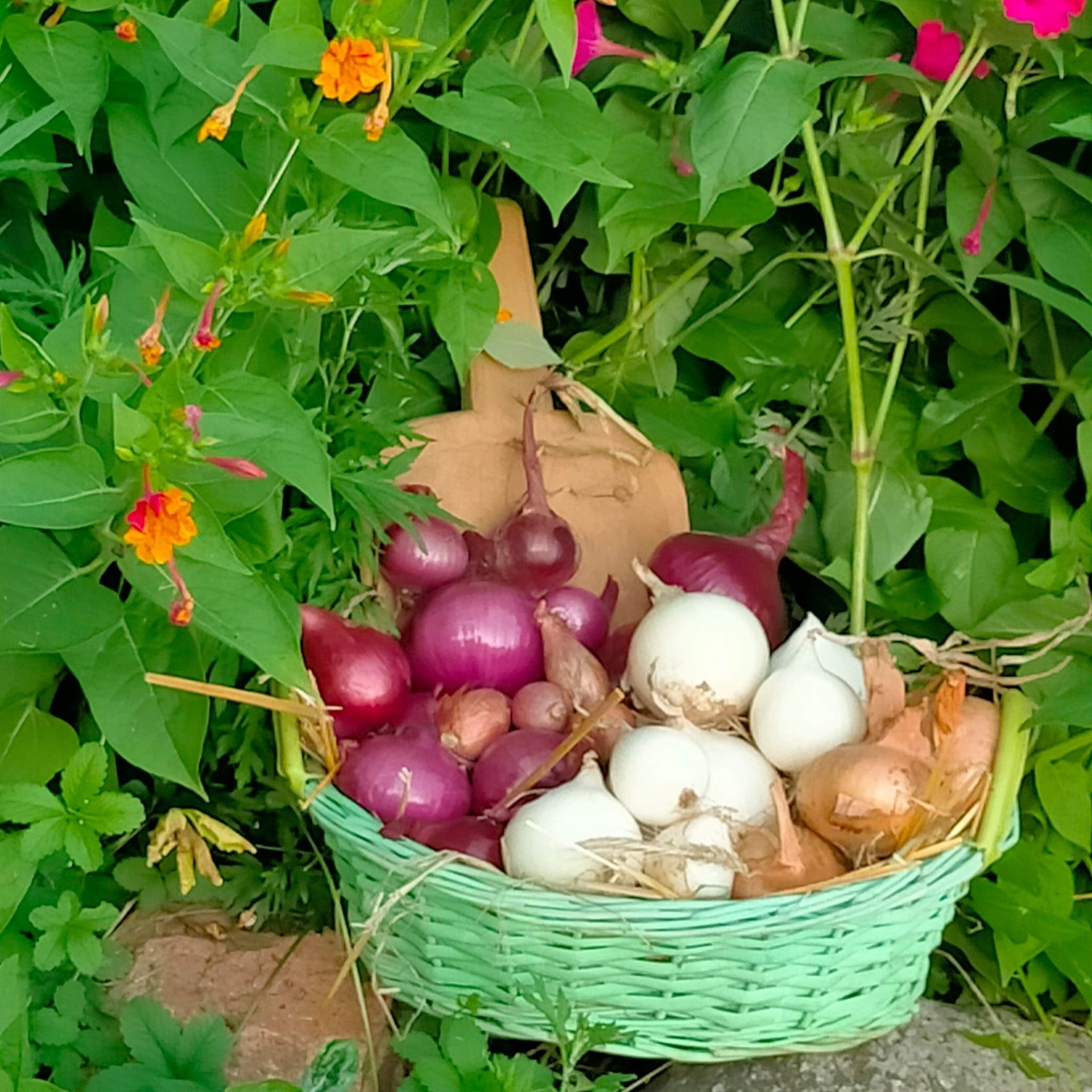 Cesto di cipolle rosse, bianche e color cuoio. Dietro il cesto c'è un ritaglio di legno con foglie verdi e fiori arancioni.