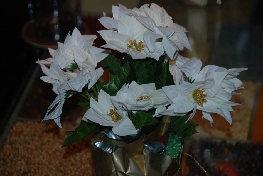 White poinsettias with green leaves in a gold-wrapped container.