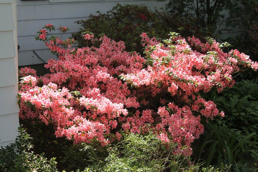 Pink flowering azalea bush growing near a white house.