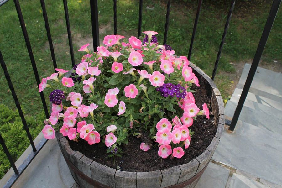 Pink and purple petunias in a weathered wooden barrel planter on a patio.