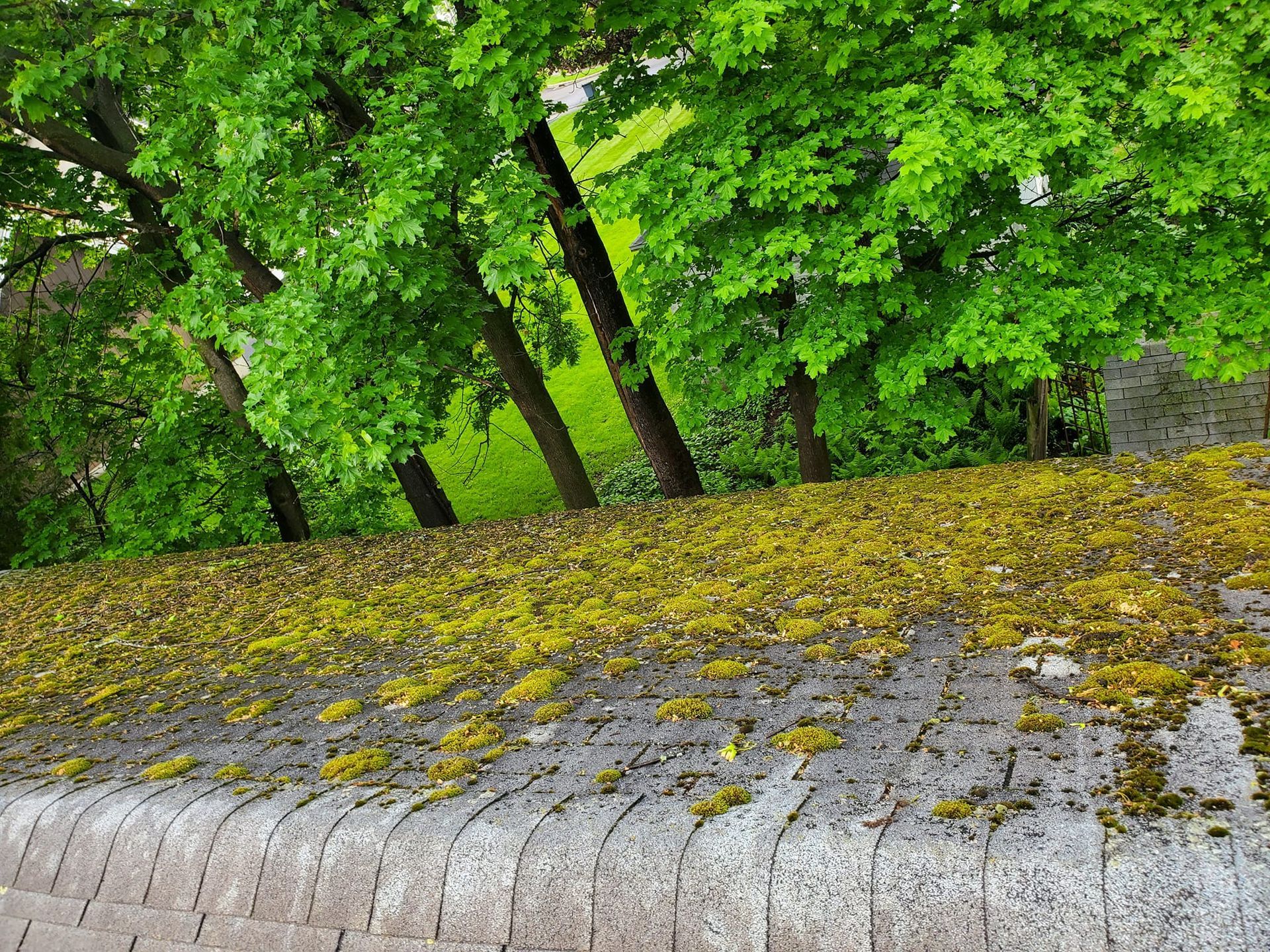 roof covered in moss