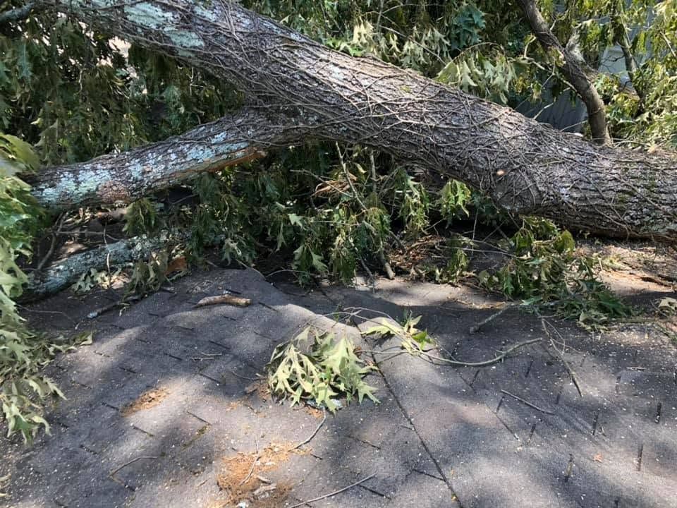 Downed tree trunk and branches blocking a sidewalk in a wooded area