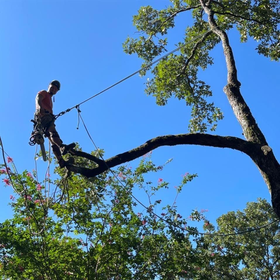 Tree worker in a harness trimming a large branch against a blue sky