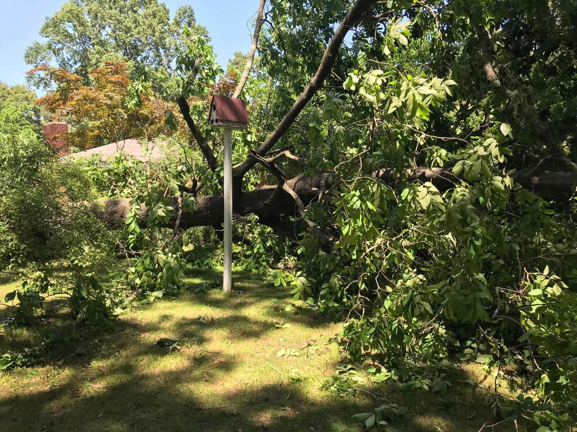 Shaded garden with trees, green foliage, and a white pole under bright sunlight
