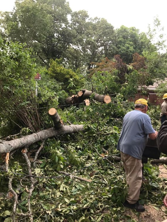 Worker clearing a fallen tree in a leafy yard, with cut logs and branches scattered around.