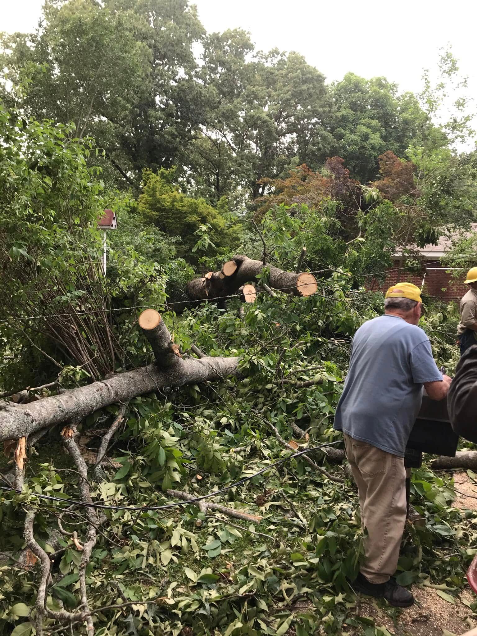 Worker clearing a fallen tree in a leafy yard after storm damage