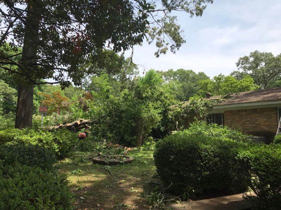 Sunny garden with trees, shrubs, and a brick building under a partly cloudy sky