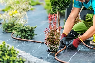 Gardener trimming potted shrubs and arranging hose on a patio with black landscape fabric