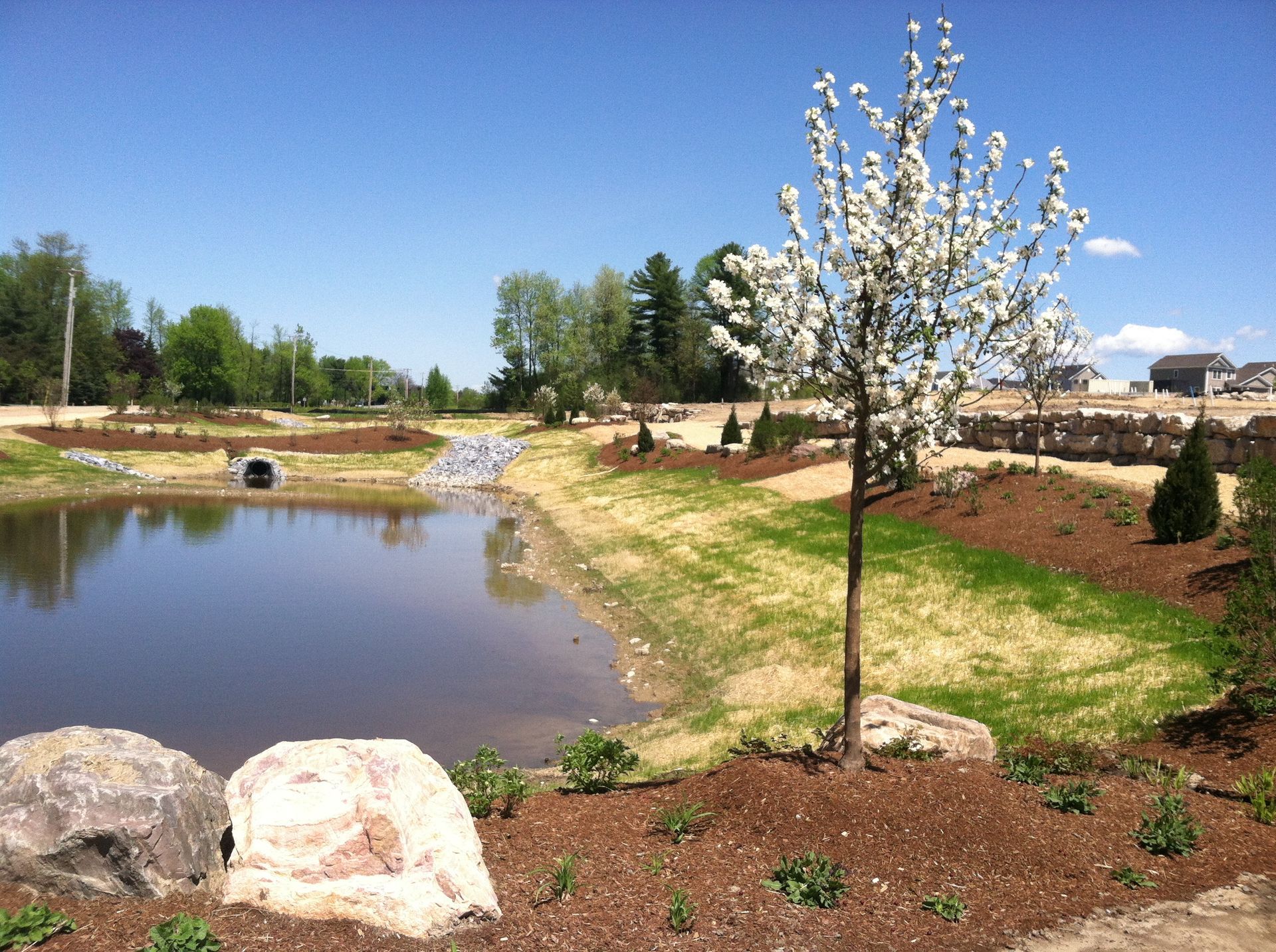 A tree with white flowers is in front of a pond