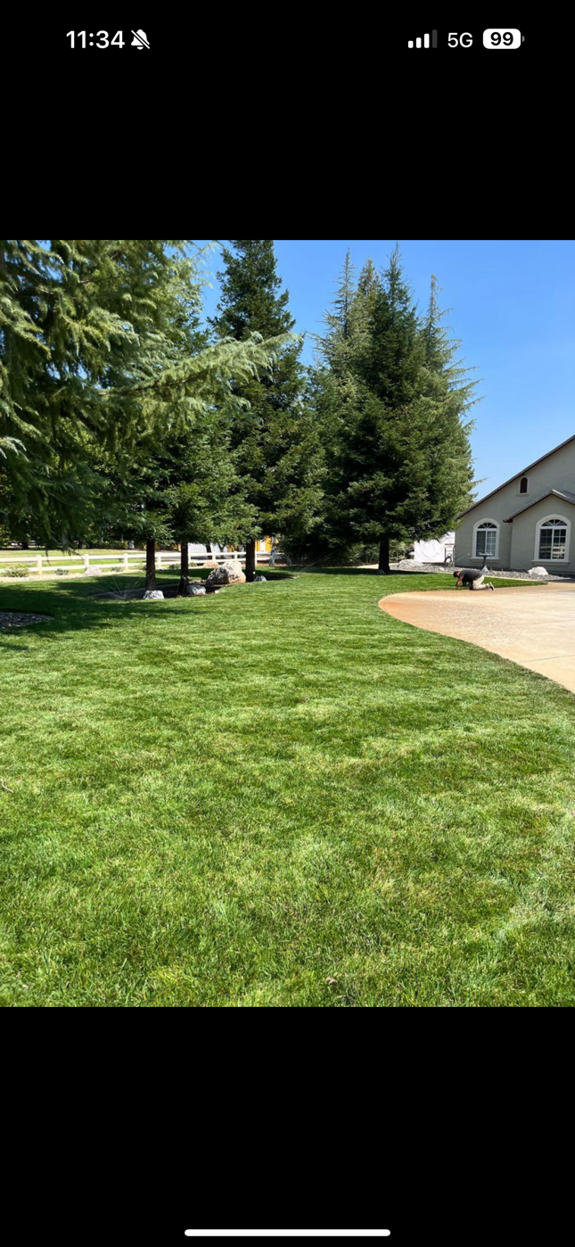 A dirt road going through a grassy field with trees in the background.