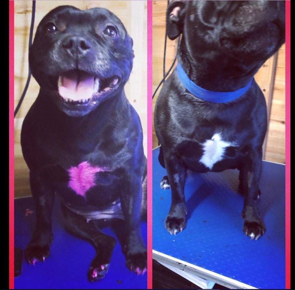 black dog with pink tattoo