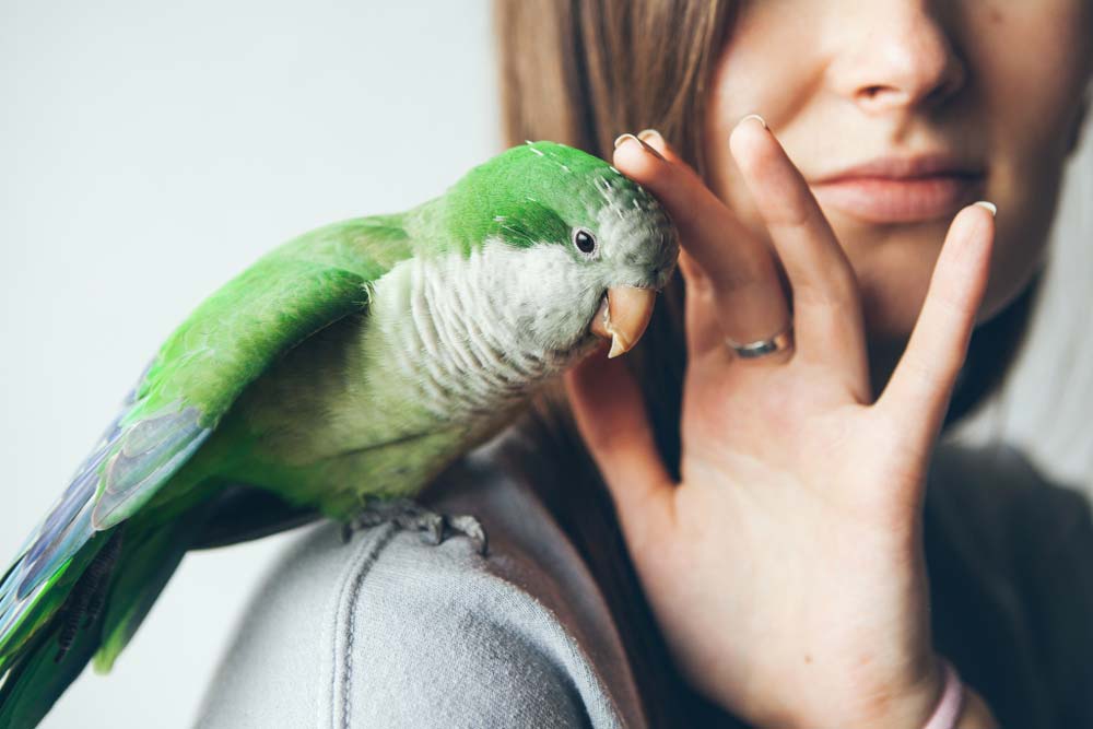 Green Quaker Parrot Is Sitting On Woman Shoulder — Rural Supplies Store & Garden Centre in Gympie, QLD