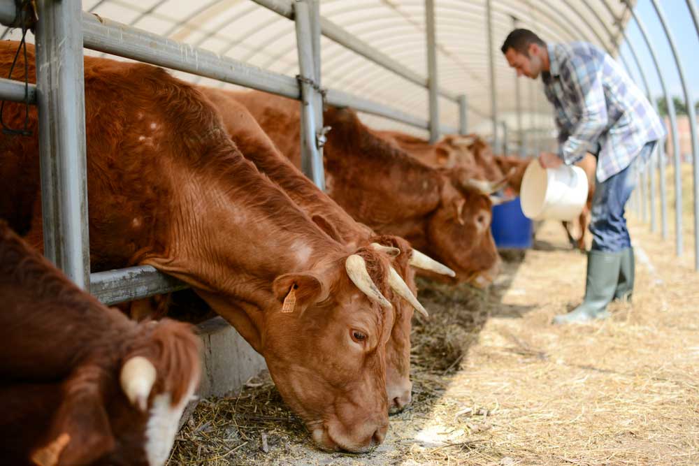 A Man Farmer In A Livestock Small Breeding And Take Care Of Cow And Cattle — Well-Stocked Produce & Garden Centre in Cooroy, QLD