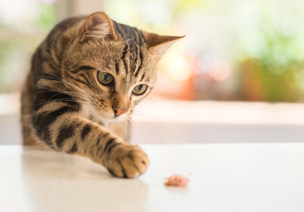 Beautiful Feline Cat At Home — Rural Supplies Store & Garden Centre in Gympie, QLD