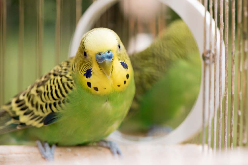 Green Budgerigar Parrot — Well-Stocked Produce & Garden Centre in Cooroy, QLD