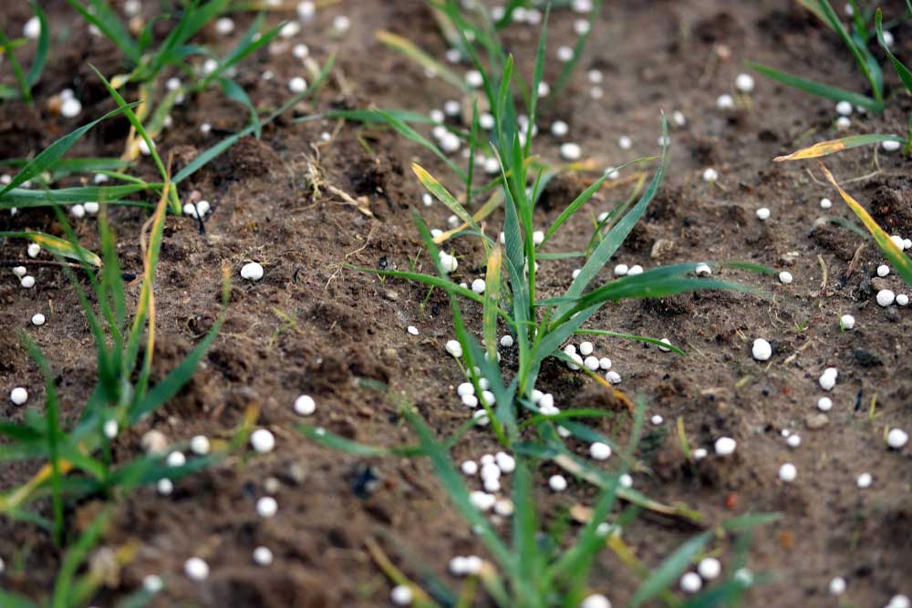 Fertilizing Wheat And Soil With Nitrogen — Well-Stocked Produce & Garden Centre in Cooroy, QLD
