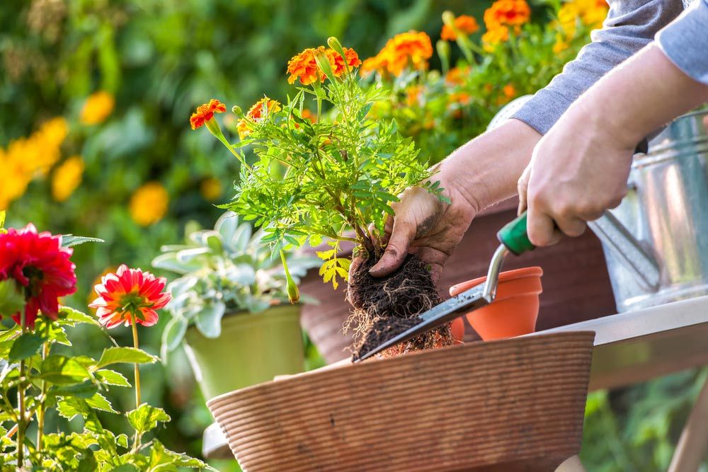 Gardeners Hand Planting Flowers In Pot With Dirt Or Soil — Supplying Plant Pots in Gympie, QLD
