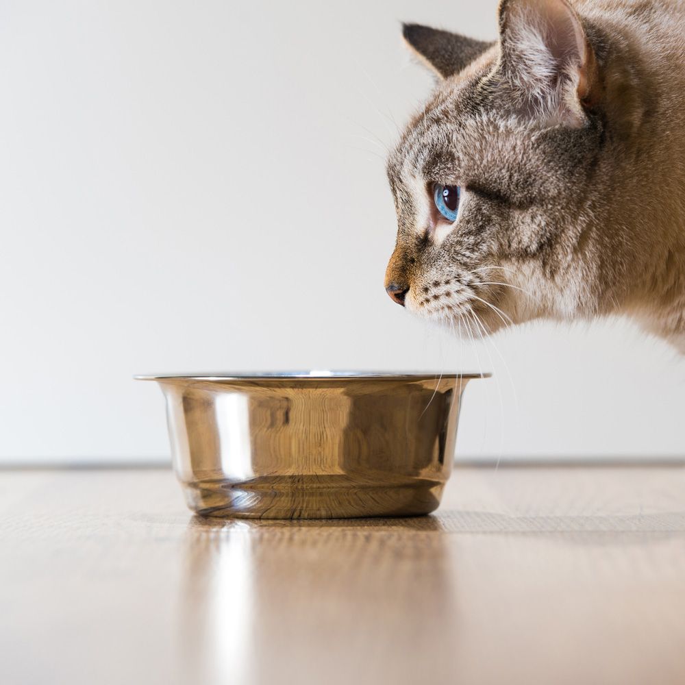 Cat Pet And Cat Food — Cat & Dog Food in Gympie, QLD