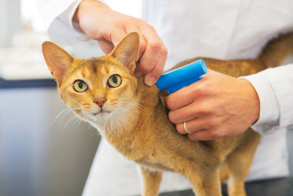 Microchip Implant For Cat By Veterinarian — Rural Supplies Store & Garden Centre in Gympie, QLD