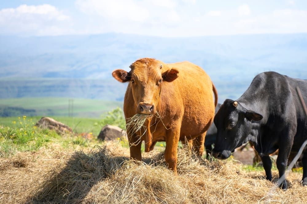 Brown And Black Cows — Chaff & Hay in Gympie, QLD