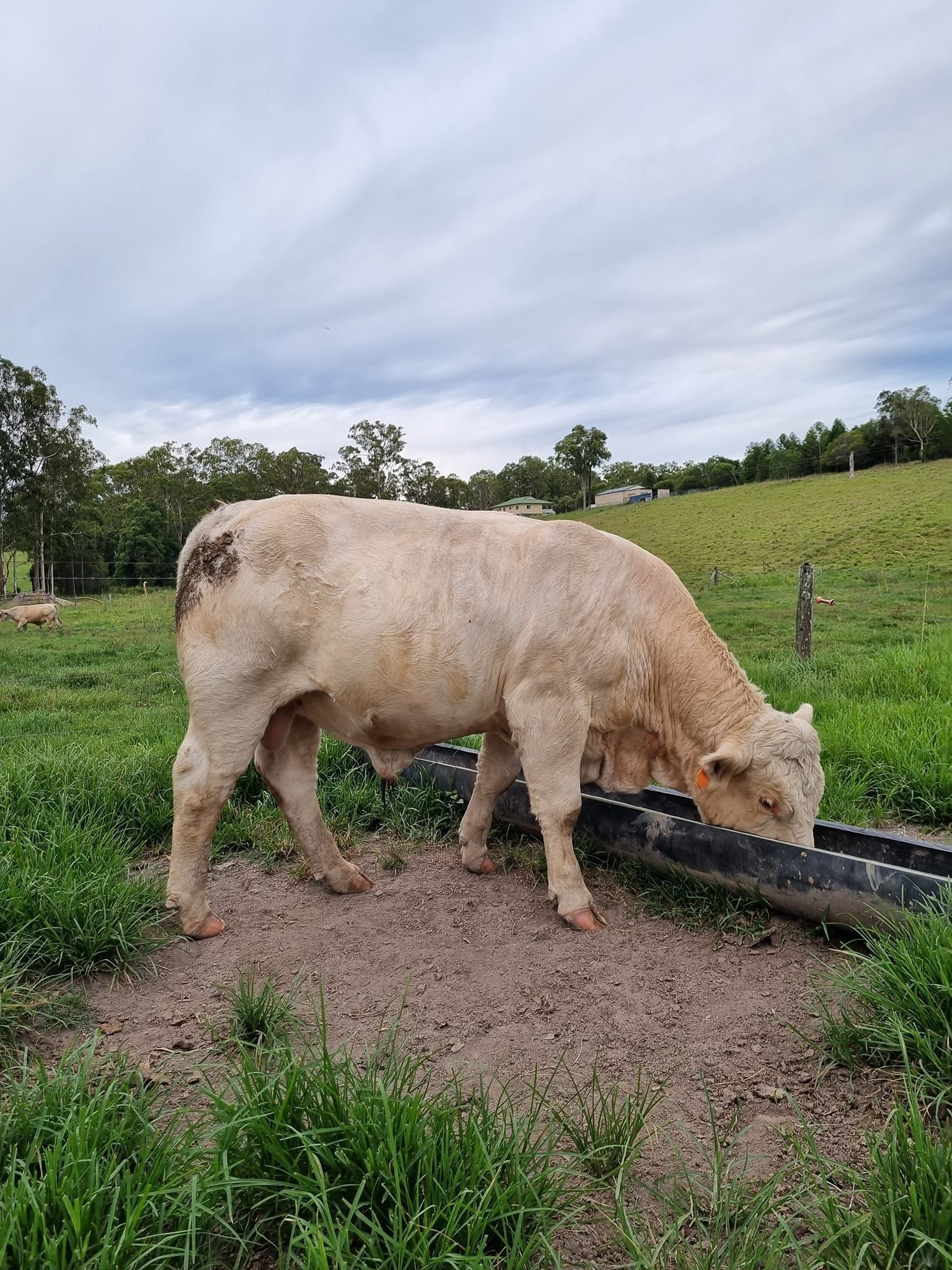 Cow in the fields eating from trough— Rural Supplies Store & Garden Centre in Gympie, QLD