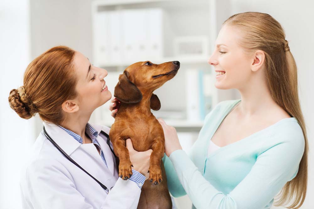 Happy Woman And Veterinarian Doctor Holding Dachshund  Dog At Vet Clinic — Well-Stocked Produce & Garden Centre in Cooroy, QLD
