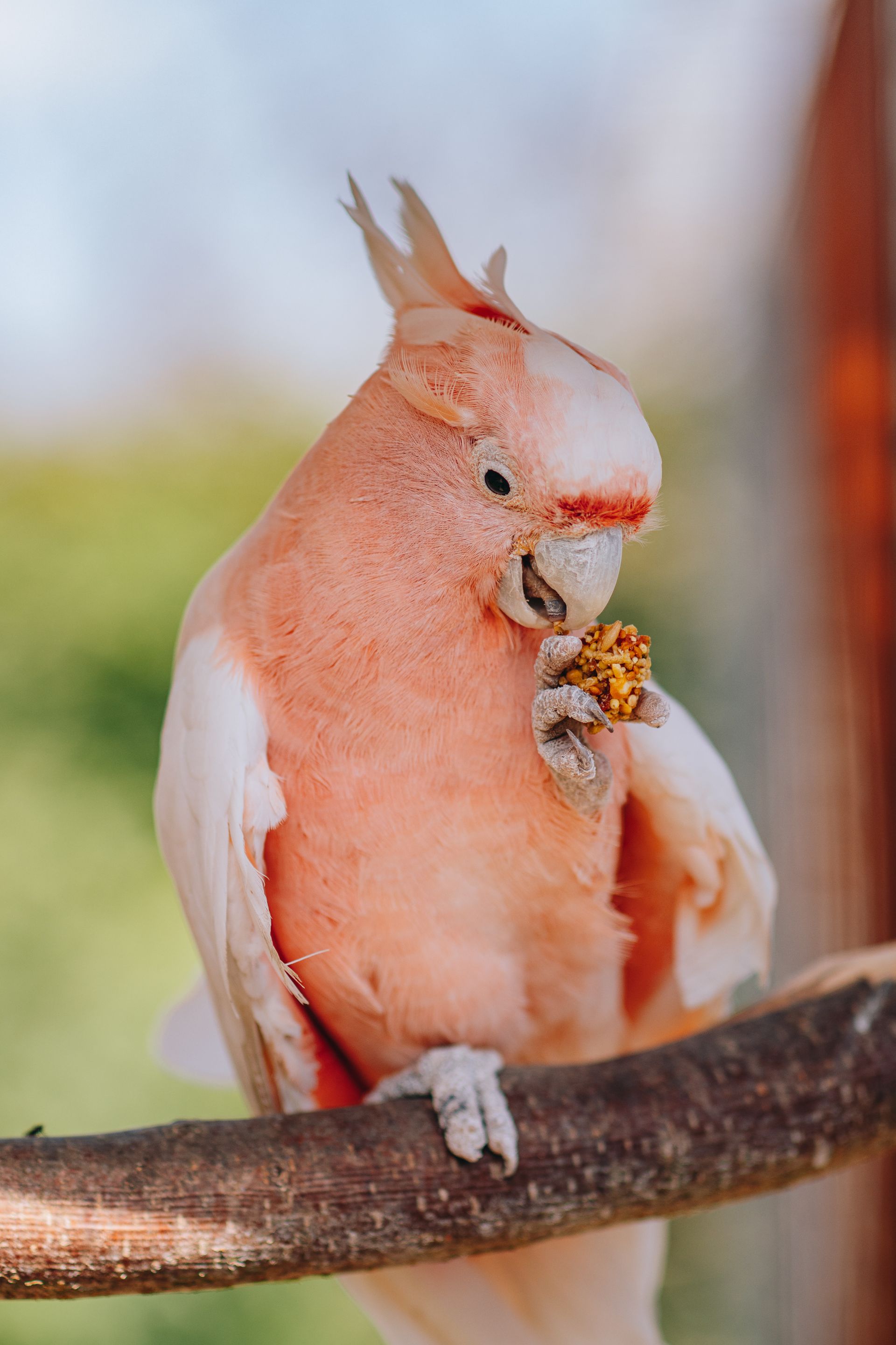 Bird eating— Buy Bird Seed in Gympie, QLD