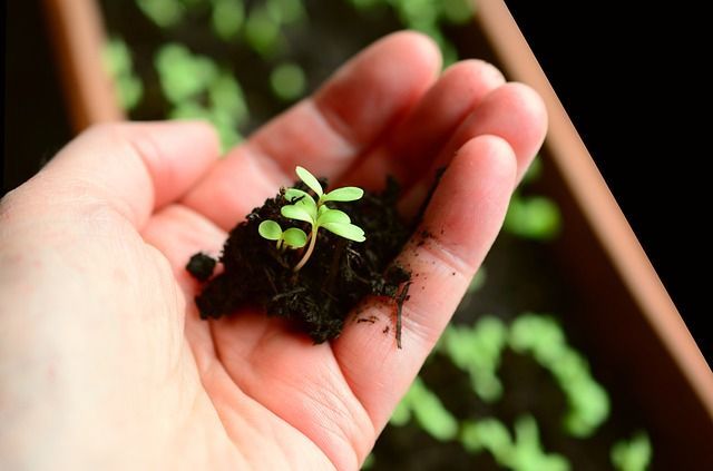 Seed & Seedlings — Rural Supplies Store & Garden Centre in Gympie, QLD