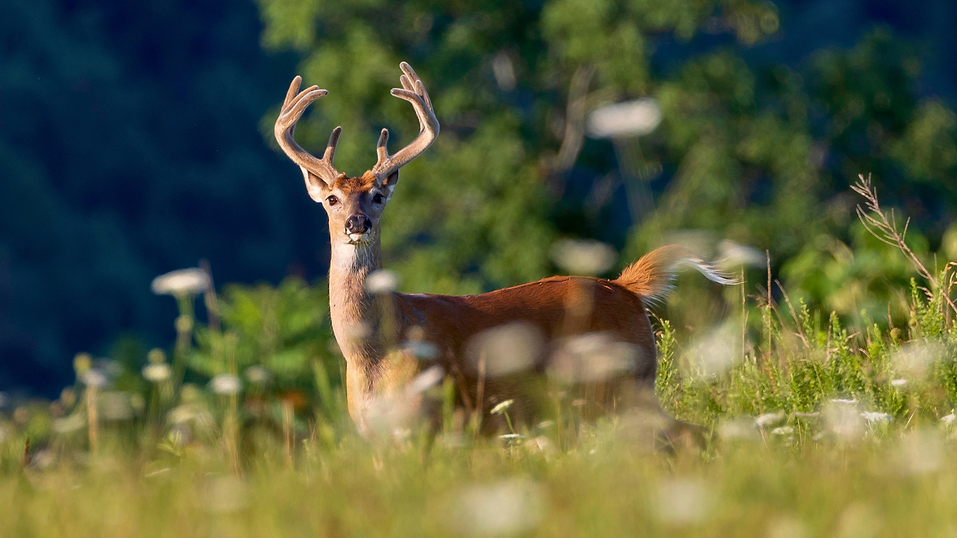 Whitetail deer