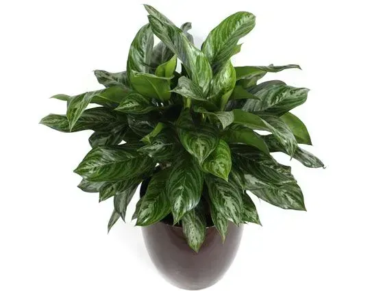 Green Aglaonema plant in a brown pot, against a white background.