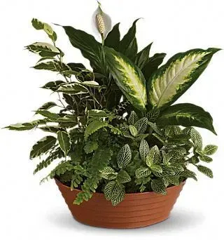 Potted arrangement of lush, green houseplants with a white peace lily bloom, in a brown planter.