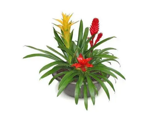 Potted plant with green leaves and yellow and red blooms.