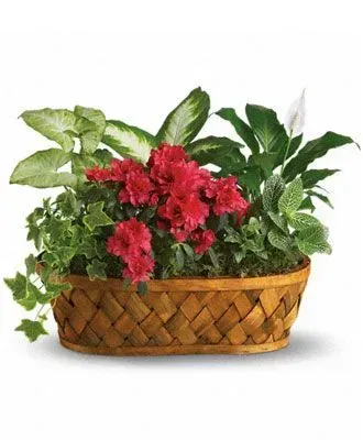 A basket of assorted green plants and red azalea flowers.