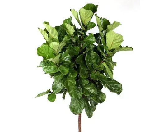Fiddle-leaf fig plant with large, green, veined leaves and a brown trunk, against a white background.