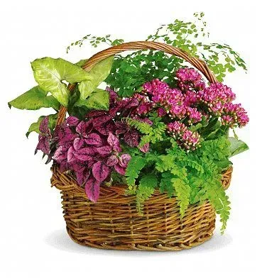 Basket filled with lush green and purple plants with a wicker handle.